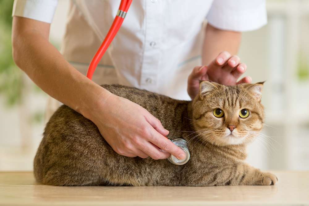 Waspadai 7 Tanda pada Kucing, Bisa Jadi Gejala Penyakit Serius!