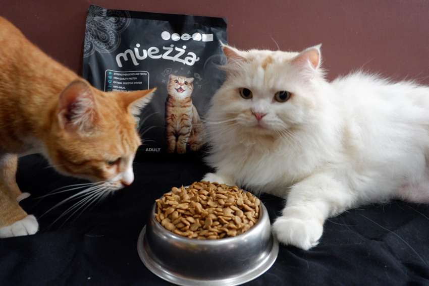 Waspadai 7 Tanda pada Kucing, Bisa Jadi Gejala Penyakit Serius!