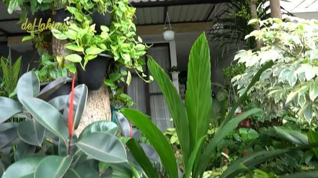 Rumah soimah penuh tanaman hias