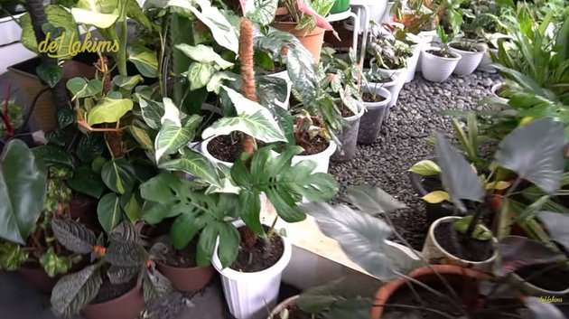 Rumah soimah penuh tanaman hias