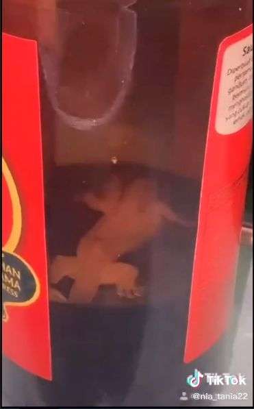 cicak di botol kecap