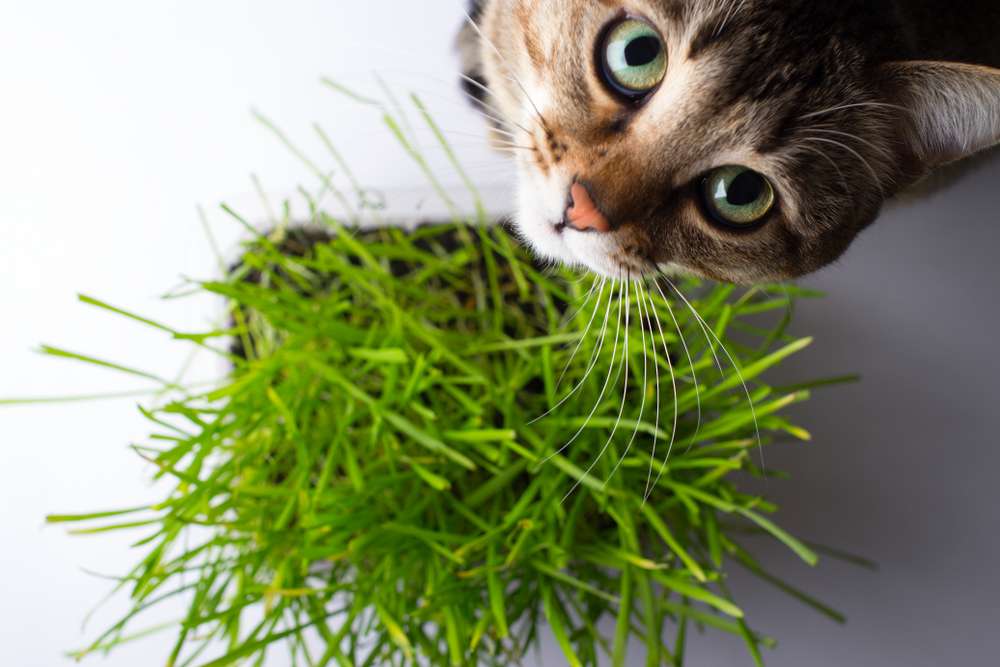 Kenapa Sih Kucing Suka Makan Rumput?