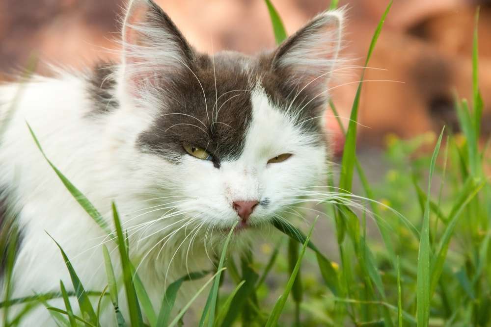 Kenapa Sih Kucing Suka Makan Rumput?