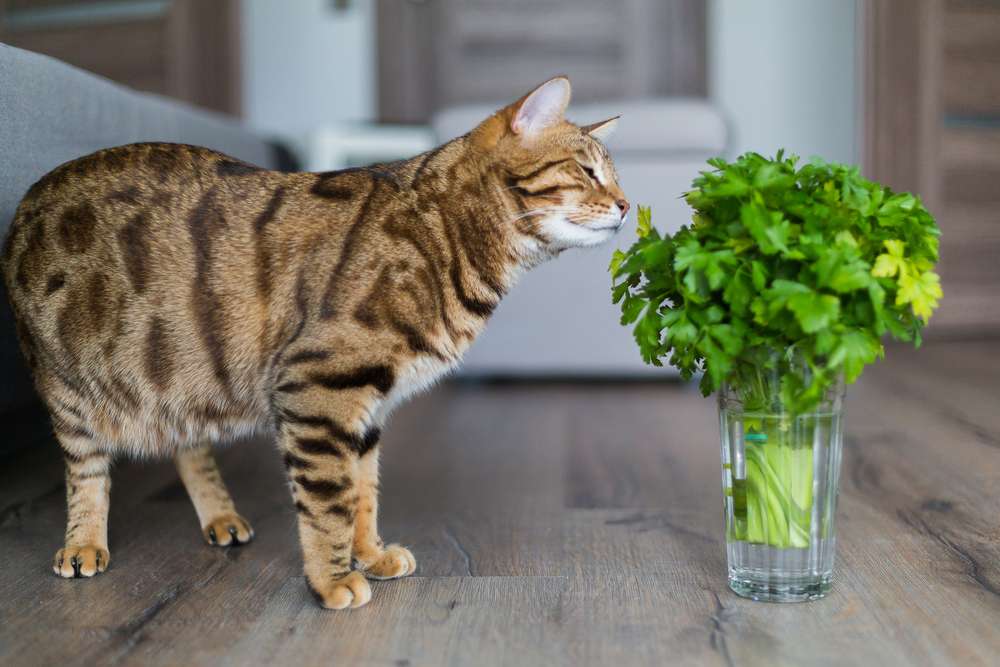 Kenapa Sih Kucing Suka Makan Rumput?