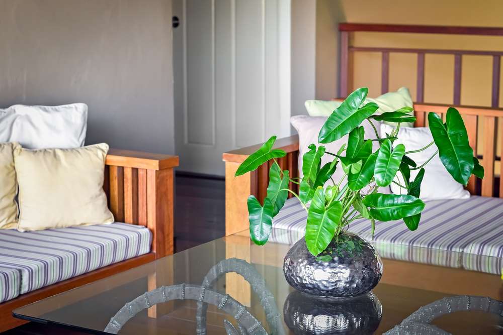 Philodendron