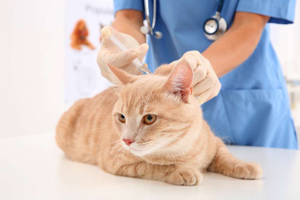 Mitos dan Fakta Vaksinasi Pada Kucing