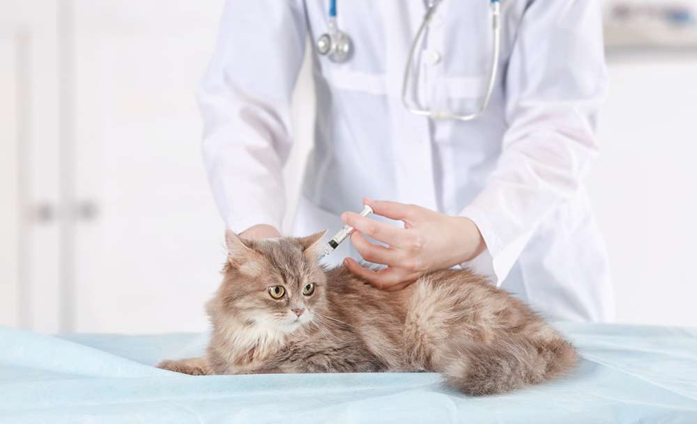 Mitos dan Fakta Vaksinasi Pada Kucing