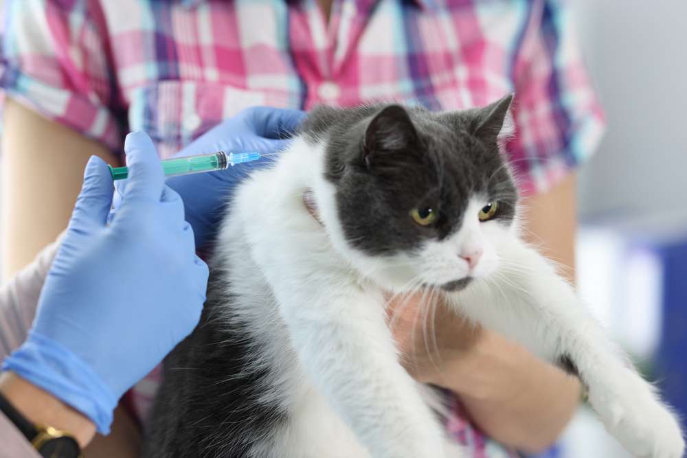 Mitos dan Fakta Vaksinasi Pada Kucing