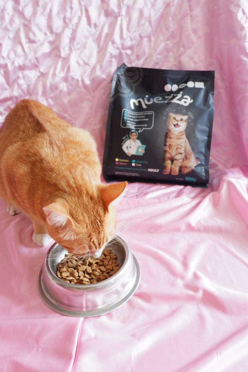 Mitos dan Fakta Vaksinasi Pada Kucing