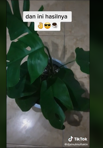 Tanaman Janda Bolong