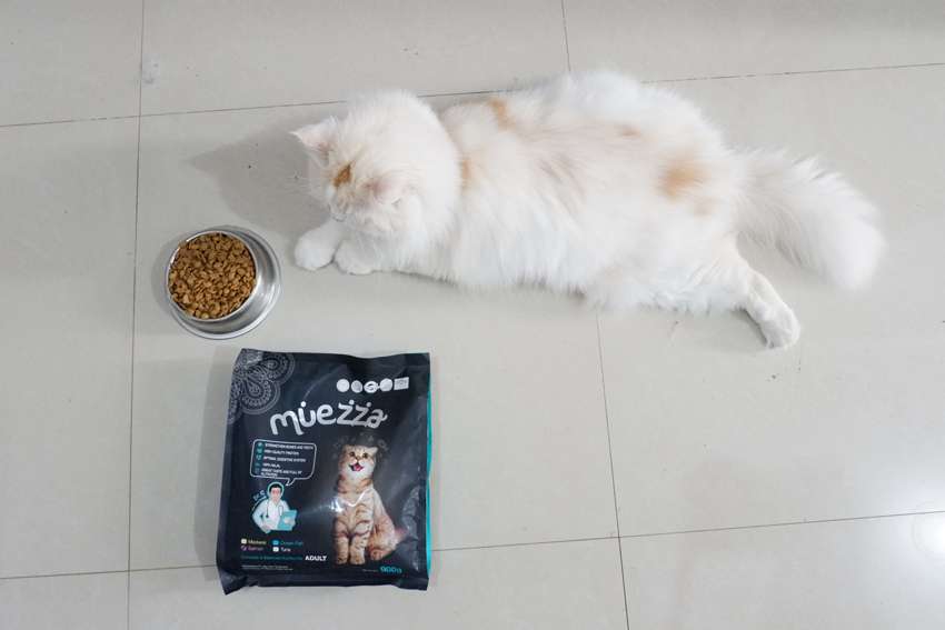 20 Nama Populer untuk Kucing di Tahun 2020