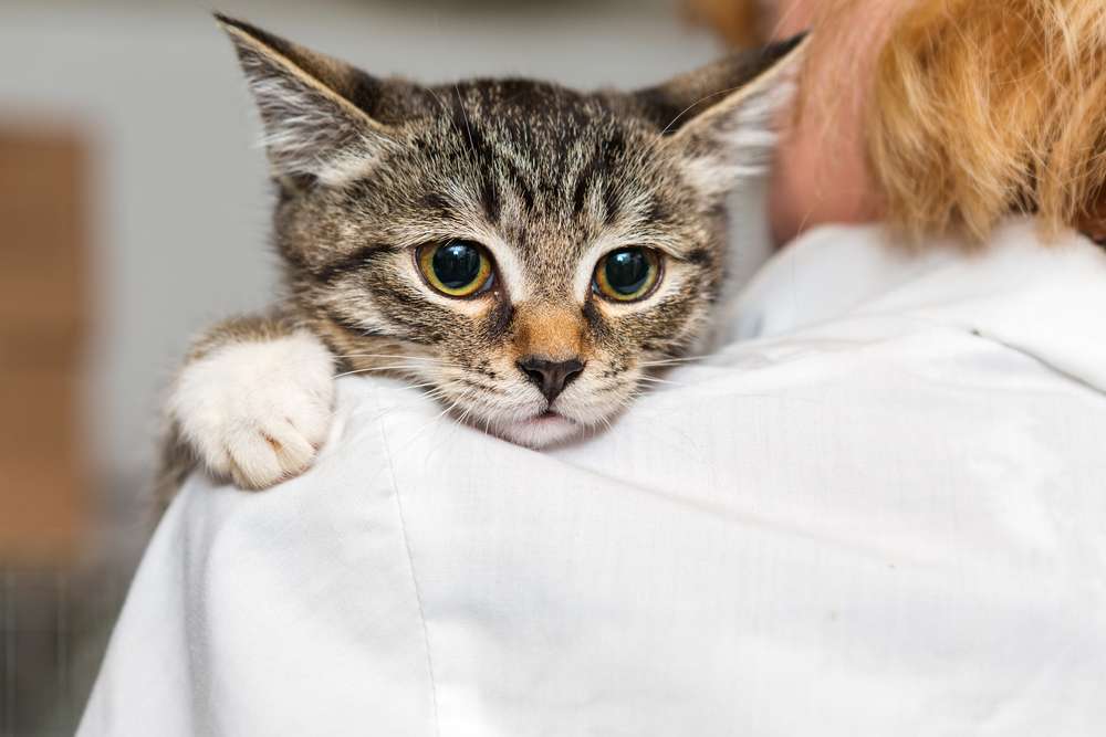 Tahukah Kamu Kenapa Kucing Suka Bersandar di Pundakmu?
