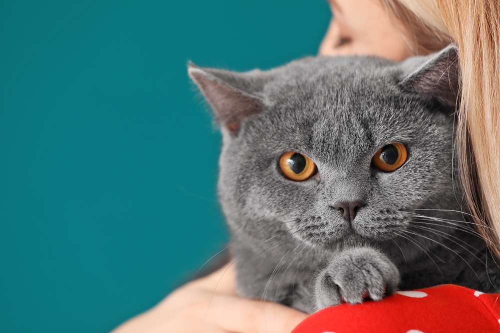 Tahukah Kamu Kenapa Kucing Suka Bersandar di Pundakmu?