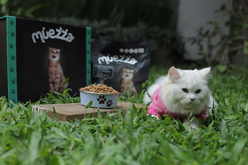 Tahukah Kamu Kenapa Kucing Suka Bersandar di Pundakmu?