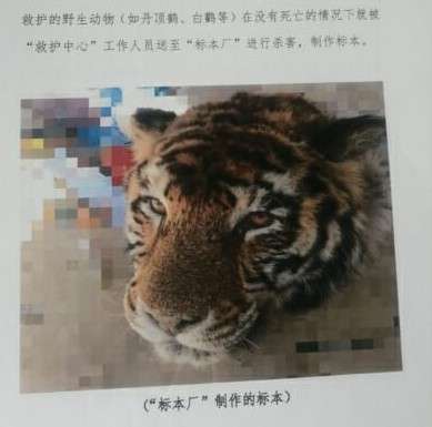 Jual beli produk harimau