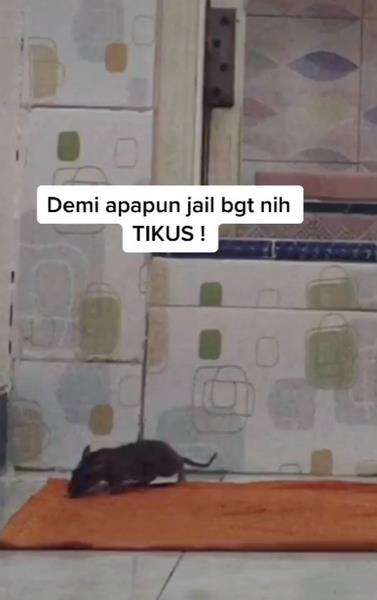 Tikus gabut, jahil banget, sumpah!
