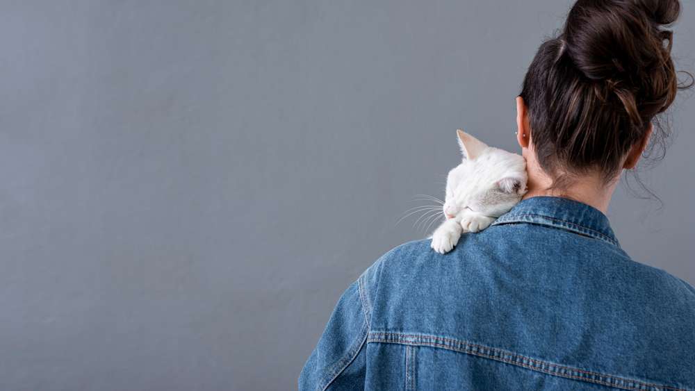 Tahukah Kamu Kenapa Posisi Tidur Kucing Itu Lucu-Lucu?