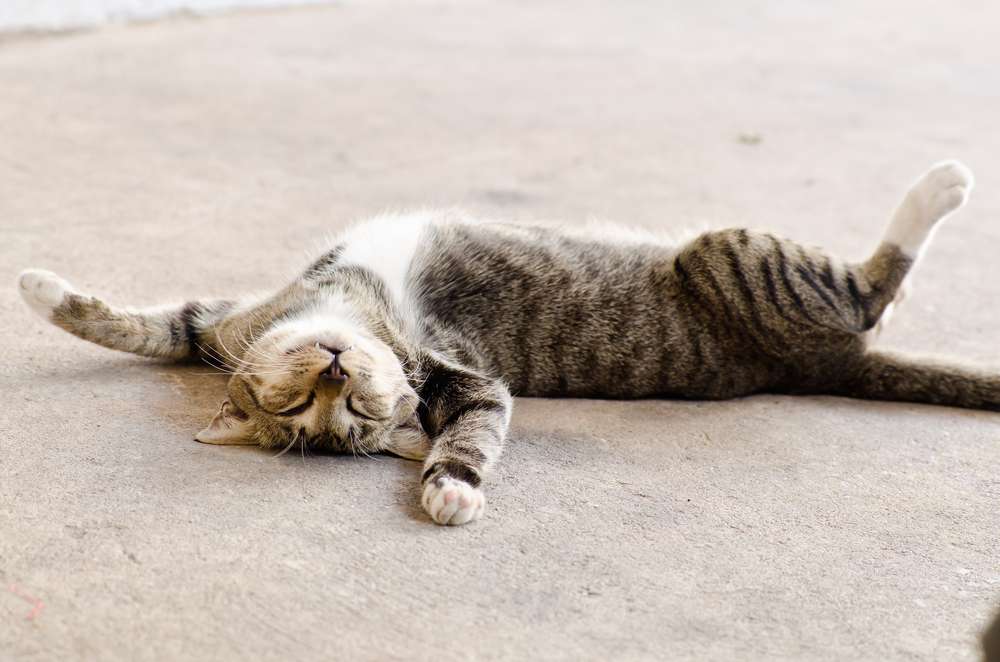 Tahukah Kamu Kenapa Posisi Tidur Kucing Itu Lucu-Lucu?