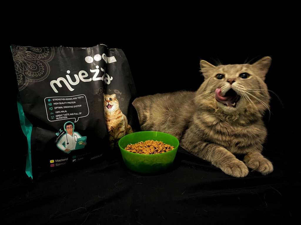 Tahukah Kamu Kenapa Posisi Tidur Kucing Itu Lucu-Lucu?