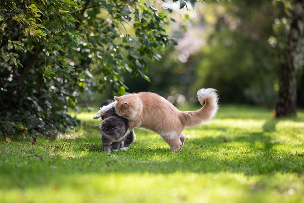 Jangan Sepelekan Scabies pada Kucing, Kenali Gejala dan Cara Mengobatinya