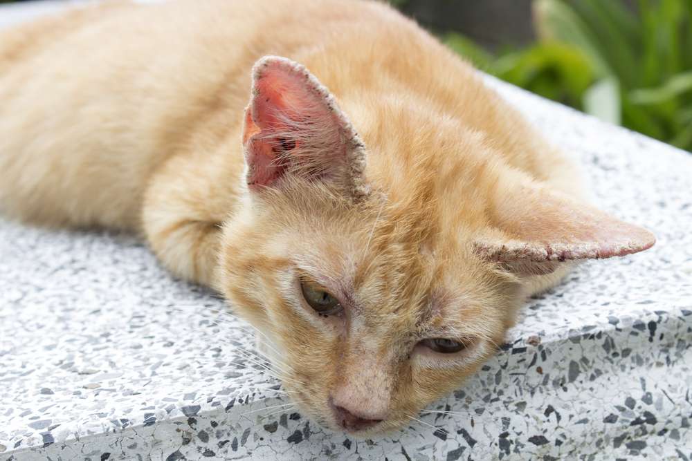 Jangan Sepelekan Scabies pada Kucing, Kenali Gejala dan Cara Mengobatinya