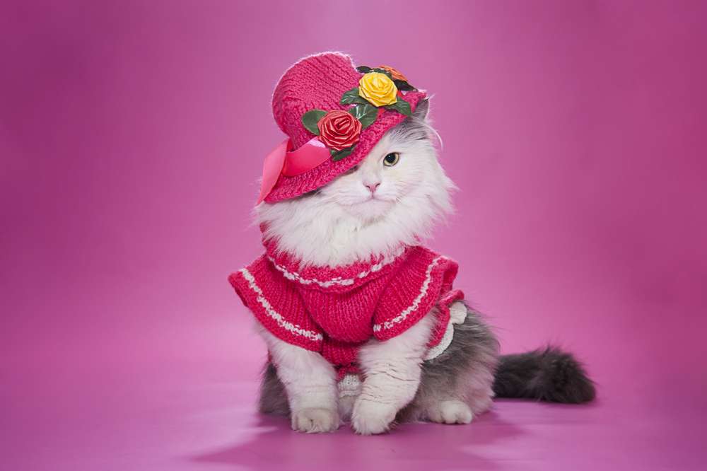 Tahun Baru, Saatnya Makeover Kucing Kesayangan dengan Kostum Super Lucu