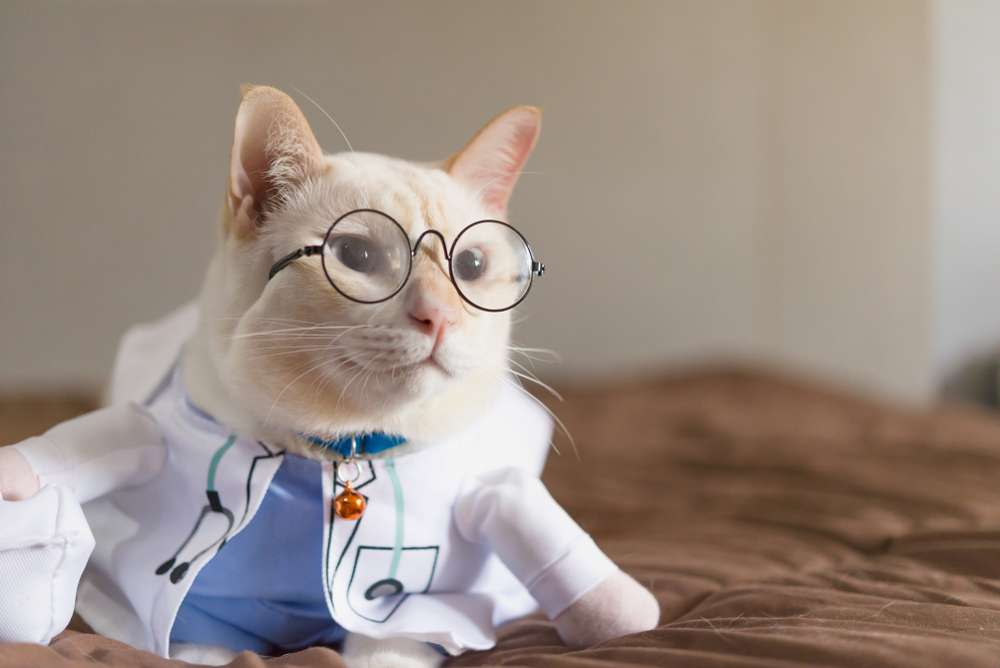 Tahun Baru, Saatnya Makeover Kucing Kesayangan dengan Kostum Super Lucu