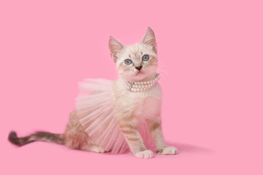 Tahun Baru, Saatnya Makeover Kucing Kesayangan dengan Kostum Super Lucu