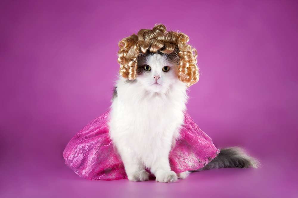Tahun Baru, Saatnya Makeover Kucing Kesayangan dengan Kostum Super Lucu