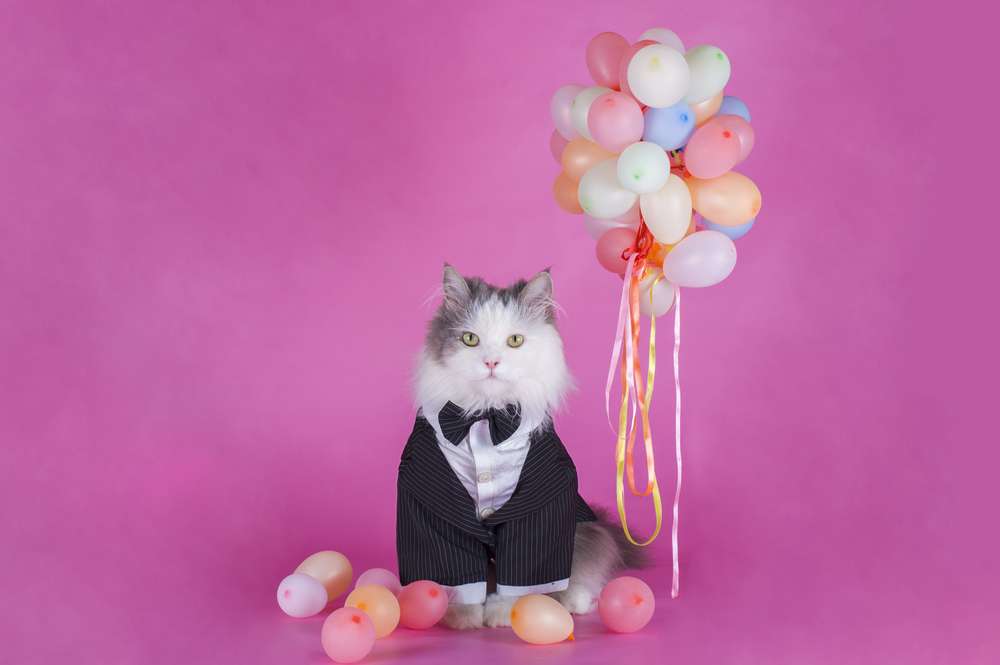 Tahun Baru, Saatnya Makeover Kucing Kesayangan dengan Kostum Super Lucu