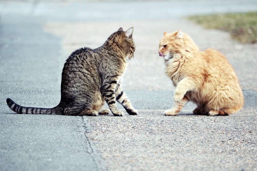 Terusik Perkelahian Kucing? Begini Solusi Tepat Kembalikan Ketenangan Rumahmu