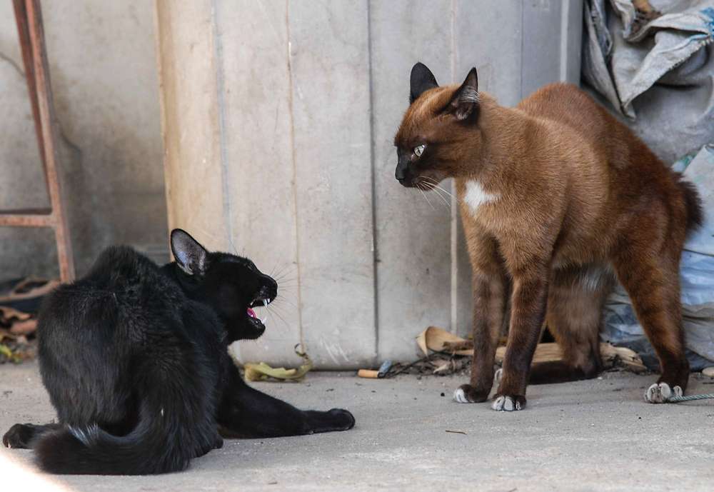 Terusik Perkelahian Kucing? Begini Solusi Tepat Kembalikan Ketenangan Rumahmu