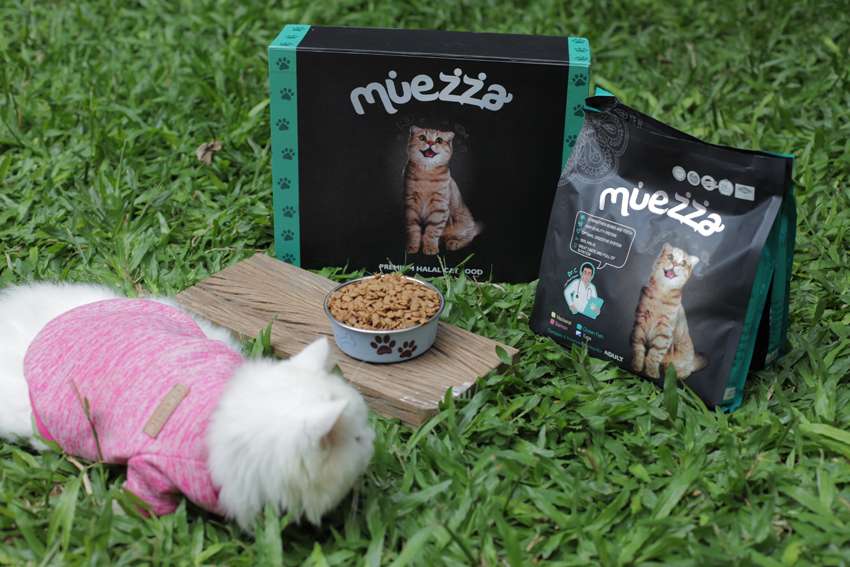Terusik Perkelahian Kucing? Begini Solusi Tepat Kembalikan Ketenangan Rumahmu