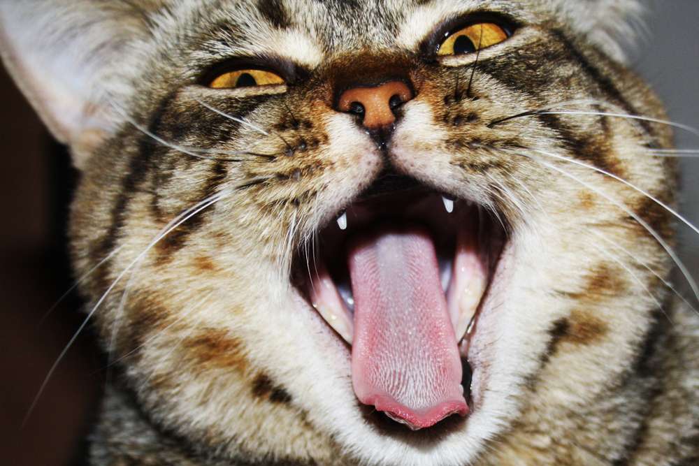 Fakta Unik di Balik Lidah Kucing, Dari Tanda Cinta hingga Jaga Kesehatannya