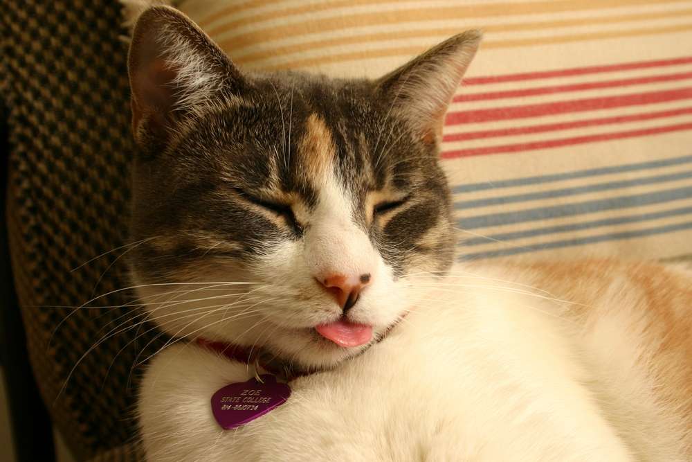 Fakta Unik di Balik Lidah Kucing, Dari Tanda Cinta hingga Jaga Kesehatannya