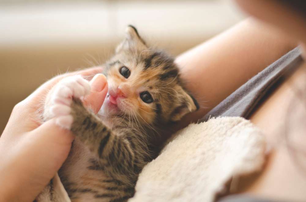 Fakta Unik di Balik Lidah Kucing, Dari Tanda Cinta hingga Jaga Kesehatannya