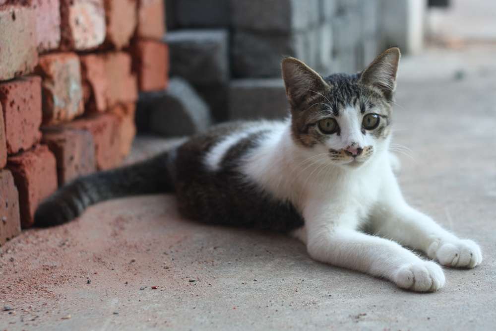Dianggap Lebih Cantik, Ini Lho Keuntungan Memelihara Kucing Lokal