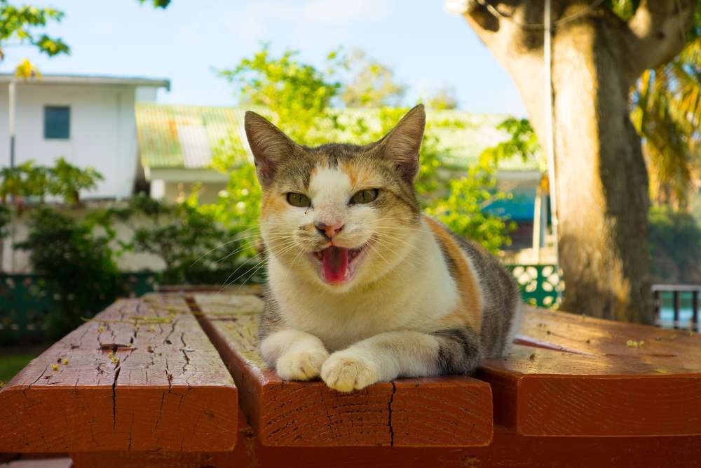 Dianggap Lebih Cantik, Ini Lho Keuntungan Memelihara Kucing Lokal