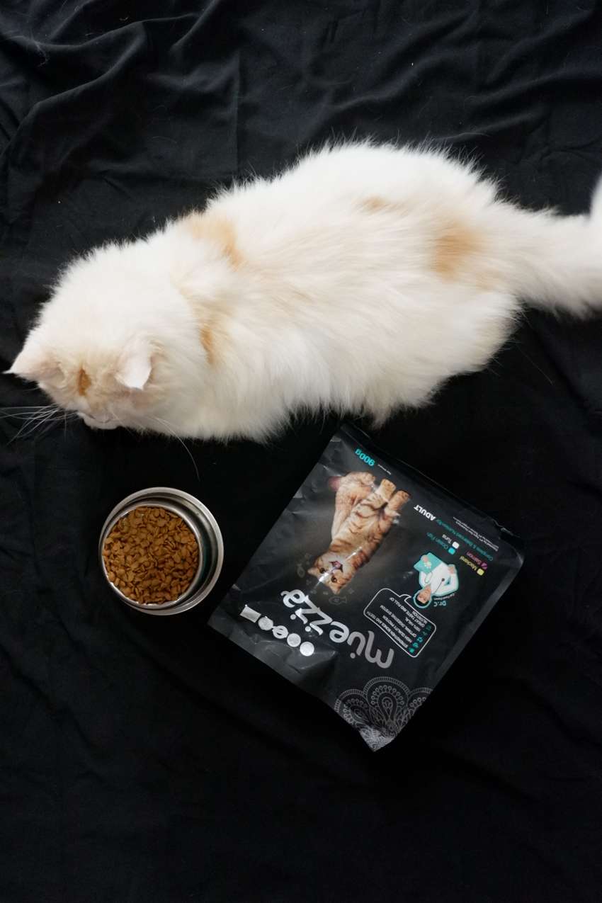 Dianggap Lebih Cantik, Ini Lho Keuntungan Memelihara Kucing Lokal