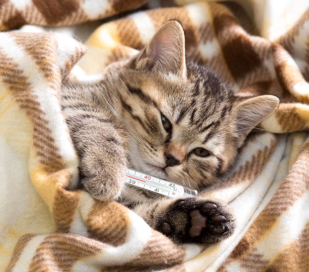 5 Tips Anti Panik Saat Kucing Kesayangan Terserang Flu