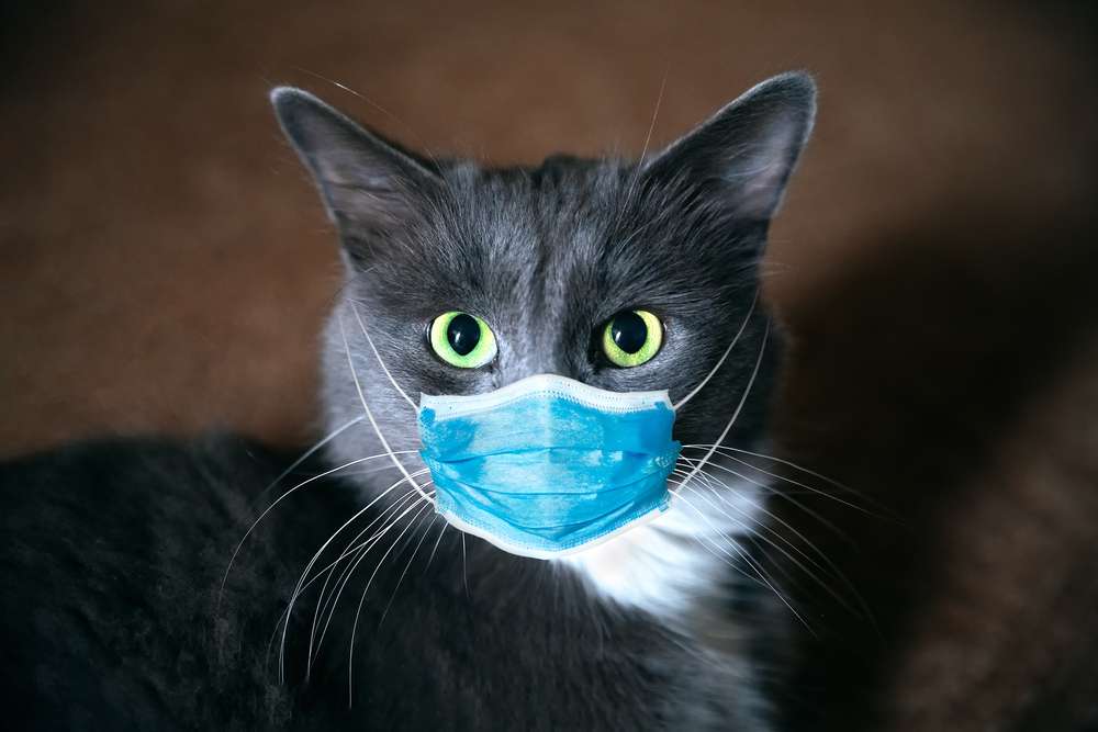5 Tips Anti Panik Saat Kucing Kesayangan Terserang Flu