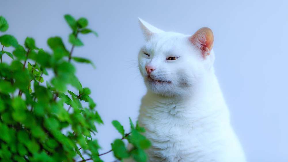 5 Tips Anti Panik Saat Kucing Kesayangan Terserang Flu
