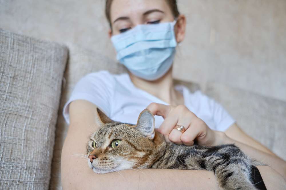 5 Tips Anti Panik Saat Kucing Kesayangan Terserang Flu