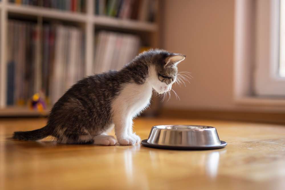 5 Tips Anti Panik Saat Kucing Kesayangan Terserang Flu