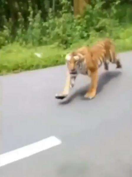 Harimau tiba-tiba muncul dan mengejar dari dalam hutan.