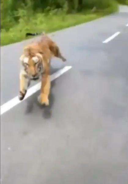 Nyaris jadi santapan si raja hutan.