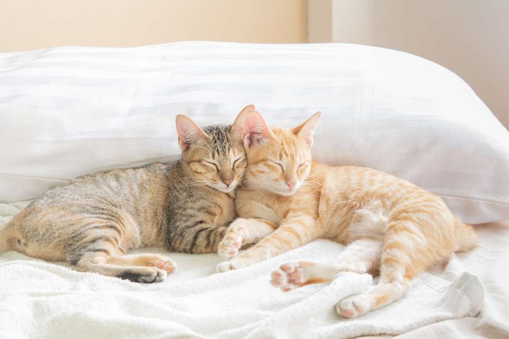 Cara Membersihkan Sprei yang Terkena Pipis Kucing