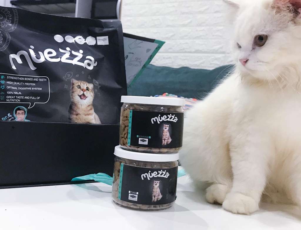 5 Tips Anti Panik Saat Kucing Kesayangan Terserang Flu