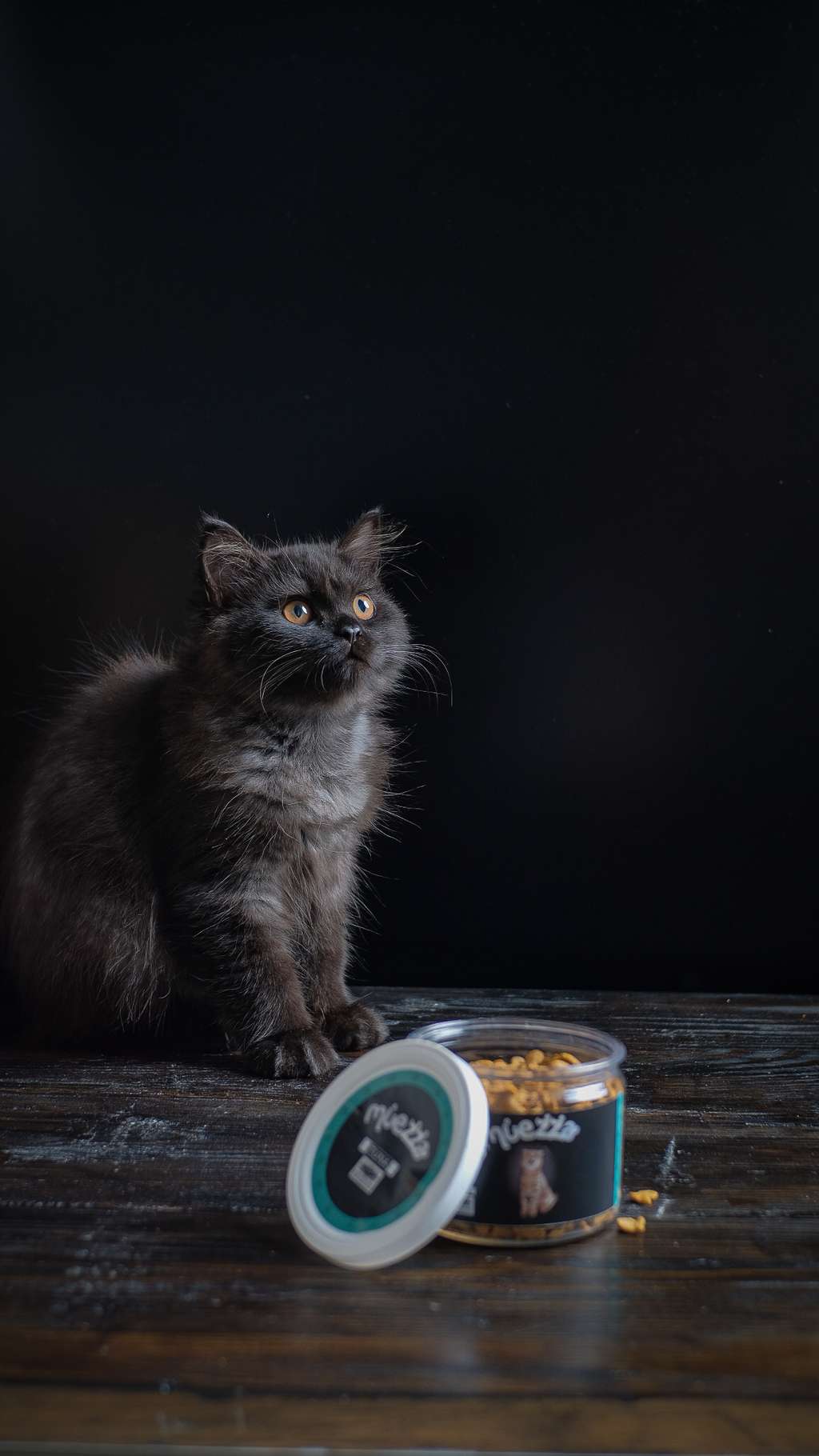 5 Tips Anti Panik Saat Kucing Kesayangan Terserang Flu