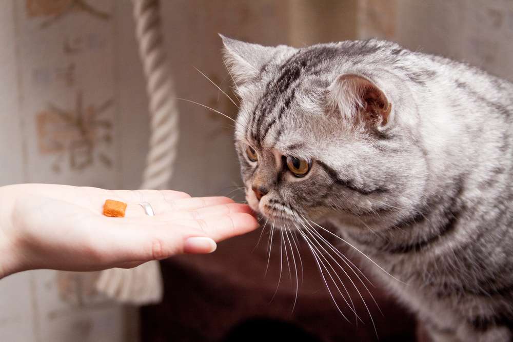 Kenali Bahan-Bahannya, Jangan Sampai Salah Pilih Makanan Kucing Halal